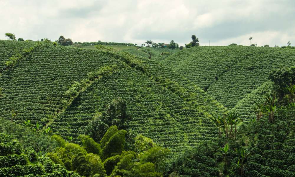 Visite d’une finca de café près de Bogotá Torr efaction et mouture du cafe atelier pratique espresso et aromes