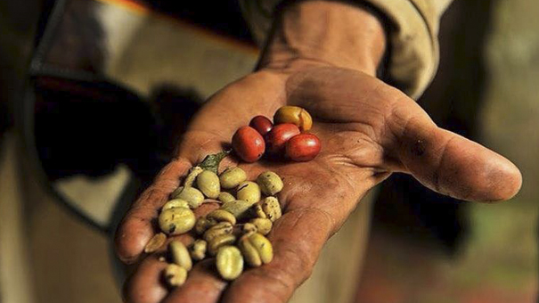 Visite d’une finca de café près de Bogotá Visite de la finca cafe pres de Bogota grains fraichement recoltes hacienda coloma